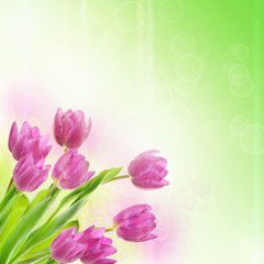Obraz premium Tulip flowers