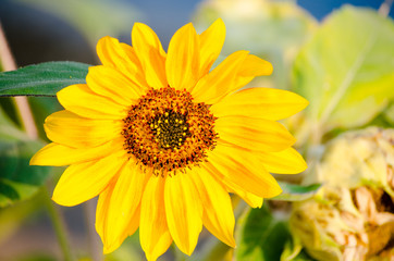 Bright sunflower