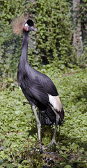 Grue couronnée noire 2