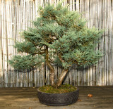 bonsai baum garten, japanischer garten bonsai baum" stock photo and royalty-free images, Design ideen