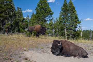 American Bizon in Yellowstone National Park © Radomir Rezny