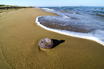 Washed up jellyfish