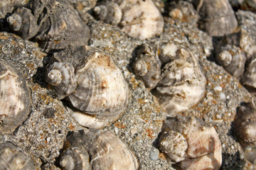 Sea shells