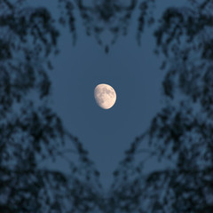 Moon and branches in the shape of heart