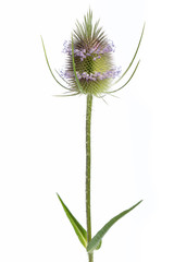 Wilde Karde (Dipsacus silvestris) - Einzelne Pflanze