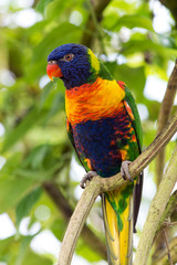Rainbow Lorikeet