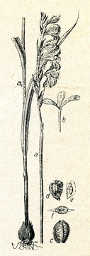 Meadow Gladiolus (Gladiolus imbricatus)