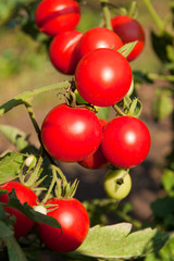 Tomato plant and fruit