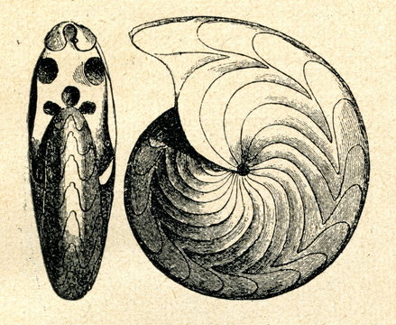 Goniatites rotatorius