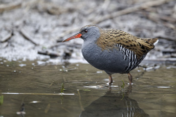 Water rail, Rallus aquaticus