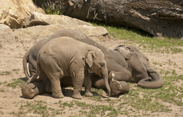 Fototapeta premium Elephant