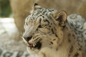 Fototapeta premium Snow leopard
