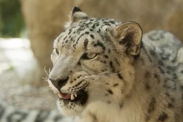 Foto op Canvas Snow leopard © kerstiny