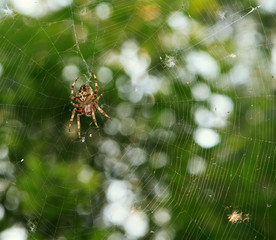 Spider on the web over green background