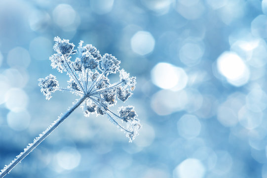 Frozen Plant