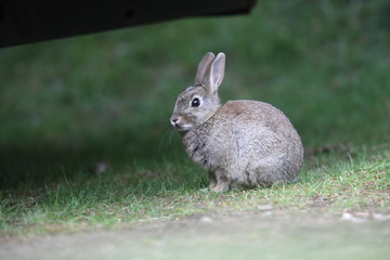 Rabbit, Oryctolagus cuniculus