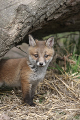 Red fox, Vulpes vulpes