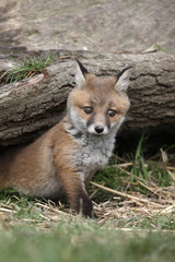 Red fox, Vulpes vulpes