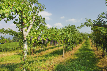 Fototapeta na wymiar winnic z winogron