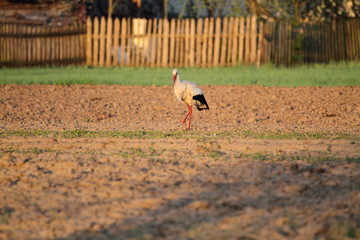 White stork on the field