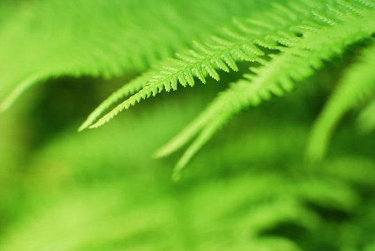 Abstract lush forest green fern background