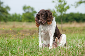 Kleiner Münsterländer