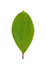 Obraz premium Green leaf isolated on white