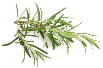 Fototapeta premium rozmaryn