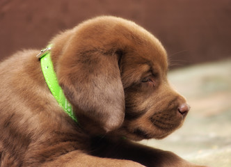 chocolate lab puppy
