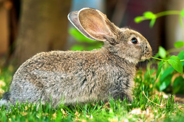 Little brown rabbit eating grass in the farm courtyard