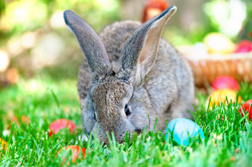 Little grey bunny playing in the garden with the easter eggs