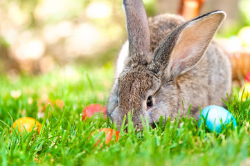 wallpaper of a little bunny smiling with Easter eggs and spring