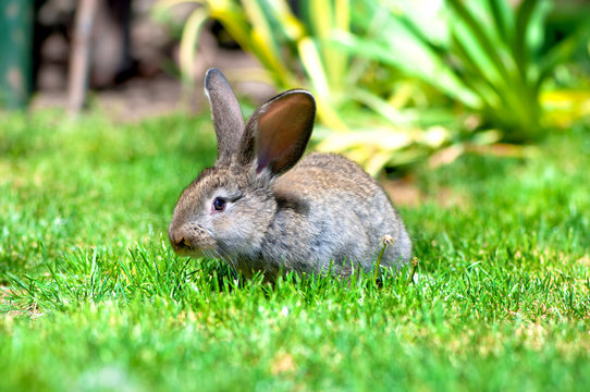 Easter little rabbit smiling in green grass with leaves
