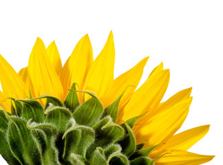 Perspektiven-Wechsel: Nahaufnahme Sonnenblume von hinten