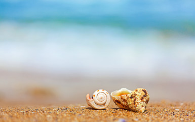 Fototapeta na wymiar Shells in sand on the sea side