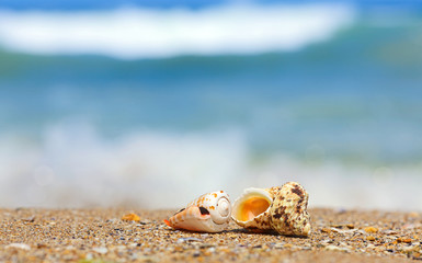 Shells in sand on the sea side