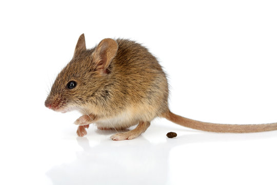 House Mouse (Mus Musculus)