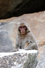 Tibetan monkey single