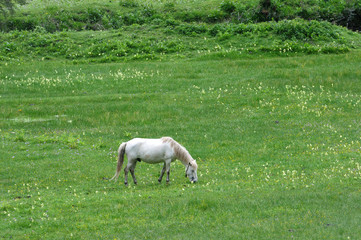 Fototapeta premium White horse eating grass