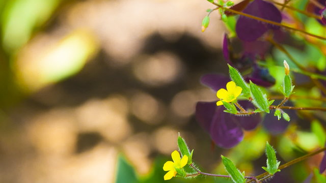 Yellow wild flowers