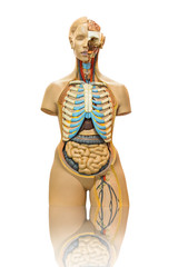 Isolated male anatomy model on white