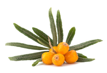 sea buckthorn isolated on the white background