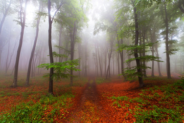 Forest trail during a foggy day. Beginning of fall