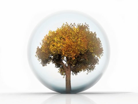 Autumn Tree in a bubble