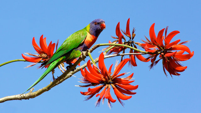 Fototapeta Rainbow Lorikeet