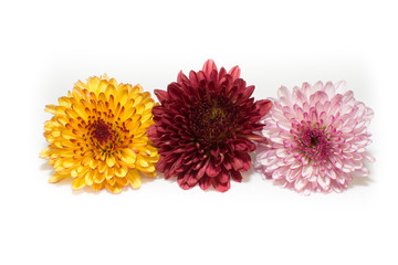 Three Color of Chrysanthemum Isolated On A White Background