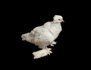 close up off  rare species white pigeon