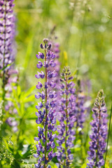 Wild lupines