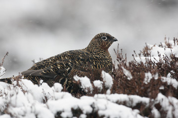 Red grouse, Lagopus lagopus scoticus