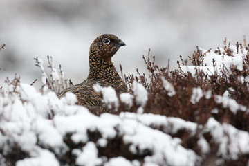 Red grouse, Lagopus lagopus scoticus